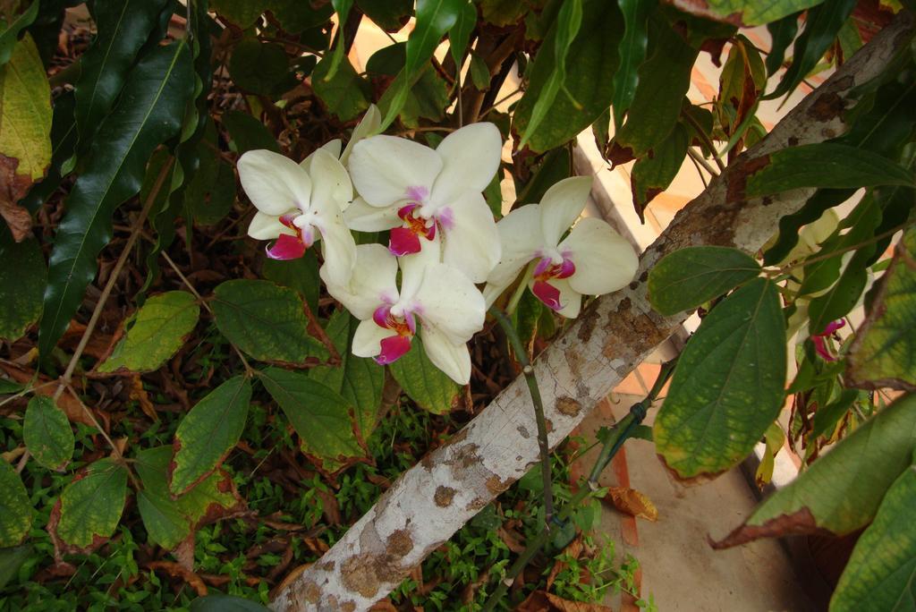 Pousada Diamante Bonito  Exterior photo